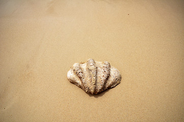 Image showing Shell on the beach