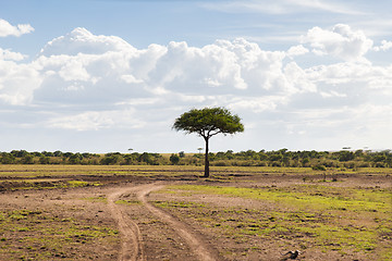 Image showing acacia tree in savannah at africa