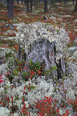 Image showing fall forest landscape