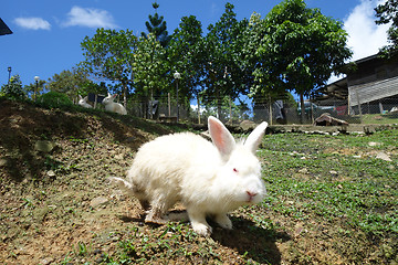 Image showing Cute rabbit in outdoor