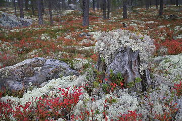 Image showing fall forest landscape