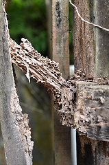 Image showing Damage wood eaten by termite