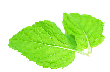 Image showing Fresh mint leaves