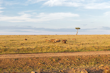 Image showing clan of hyenas in savannah at africa