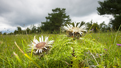 Image showing silver thistle in nature
