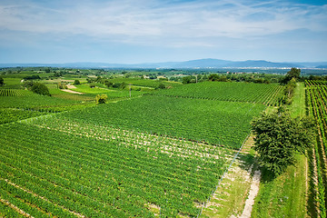 Image showing vineculture at Freiburg Germany