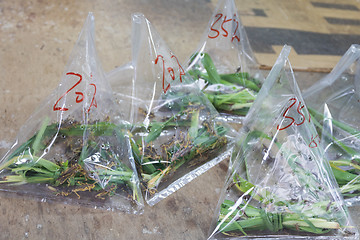 Image showing Grasshoppers in Bags