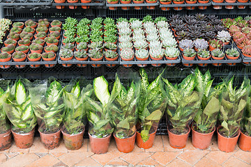 Image showing Plants in Pots