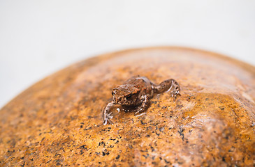 Image showing Common european frog on top of a rock in matching brown color wi