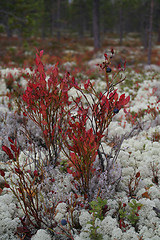 Image showing fall forest landscape