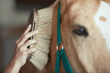 Image showing Woman grooming horse in stable