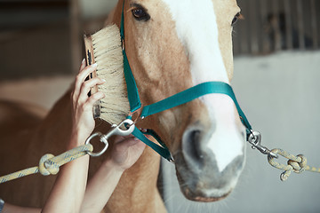 Image showing Woman grooming horse in stable