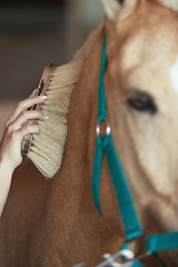 Image showing Woman grooming horse in stable