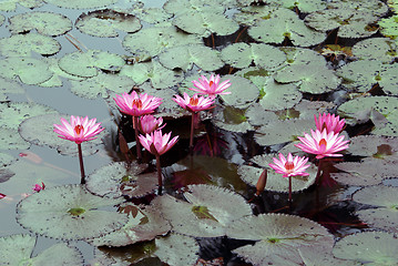 Image showing Lotus