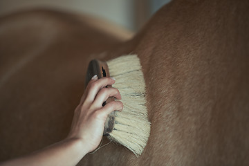 Image showing Woman grooming horse in stable