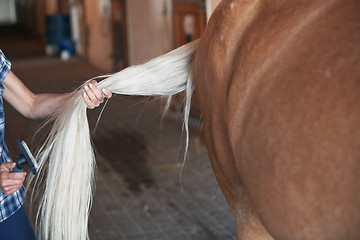 Image showing Woman combing tail of horse