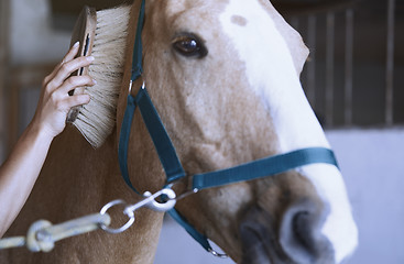 Image showing Woman grooming horse