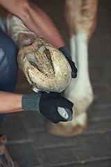 Image showing Man cleaning horse hoof