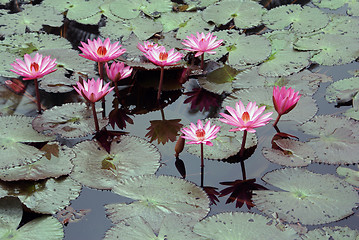 Image showing Lotuses