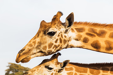 Image showing giraffes in africa