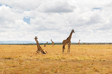 Image showing group of giraffes in savannah at africa