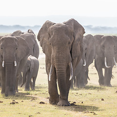 Image showing Herd of wild elephants in Amboseli National Park, Kenya.