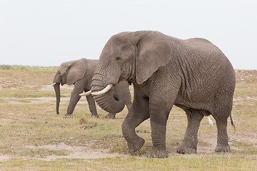 Image showing Herd of wild elephants in Amboseli National Park, Kenya.