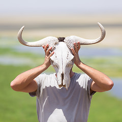 Image showing Man holding a white wildebeest skull wearing it like a mask in nature on african wildlife safari.