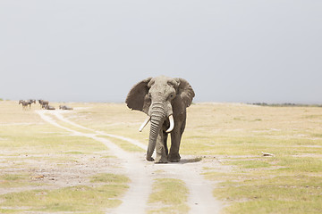 Image showing Herd of wild elephants in Amboseli National Park, Kenya.