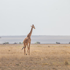 Image showing Solitary giraffe in Amboseli national park, Kenya.