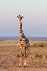 Image showing Solitary giraffe in Amboseli national park, Kenya.