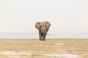 Image showing Herd of wild elephants in Amboseli National Park, Kenya.