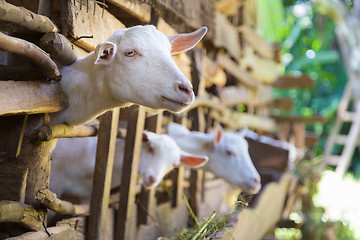 Image showing Curious domestic white goats stick their heads through bars of stable.