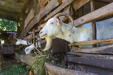 Image showing Curious domestic white goats stick their heads through bars of stable.