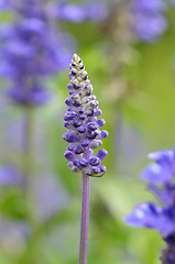 Image showing Blooming blue bugleweeds Ajuga