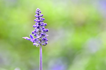 Image showing Blooming blue bugleweeds Ajuga