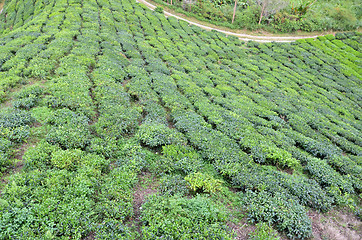 Image showing Tea plantation located in Cameron Highlands