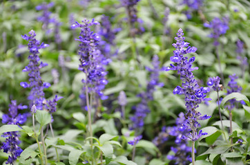 Image showing Blooming blue bugleweeds Ajuga