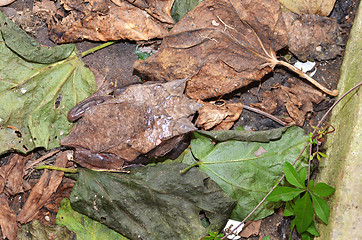 Image showing Horned Frog resting  