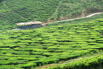 Image showing Tea Plantation in the Cameron Highlands in Malaysia