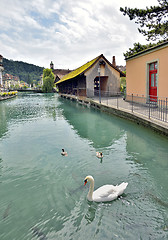 Image showing Swan in Thun city and river in Aare