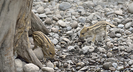 Image showing Sounder of young wild boars 