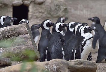 Image showing Group of African Penguins