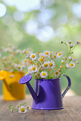 Image showing Marguerite Daisy Flowers