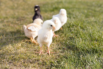 Image showing Newborn chicken on a meadow