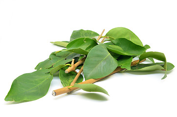 Image showing Indonesian Bay Leaf