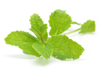 Image showing Fresh mint leaves