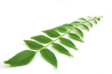 Image showing Bunch of curry leaves