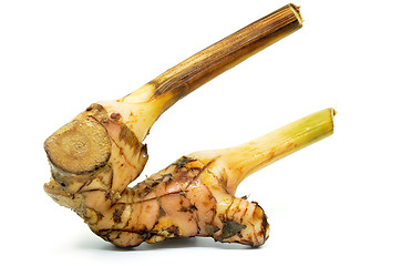 Image showing Fresh galangal root