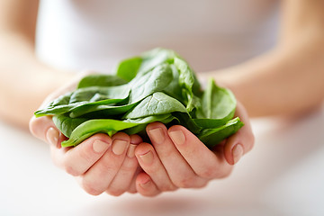 Image showing close up of woman hands holding spinach leaves